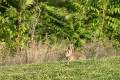 Oryctolagus cuniculus