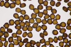 Anthracoidea sempervirentis