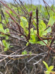 Salix pulchra