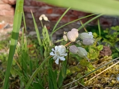 Silene vulgaris