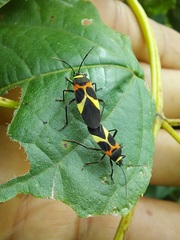 Craspeduchus variegatus