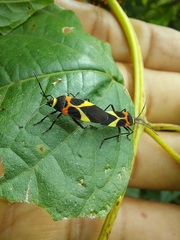 Craspeduchus variegatus