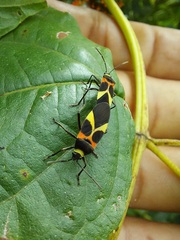 Craspeduchus variegatus