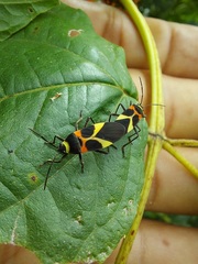 Craspeduchus variegatus