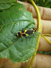 Craspeduchus variegatus