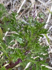 Artemisia arctica