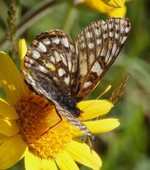 Euphydryas anicia bernadetta