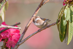 Fulvetta vinipectus