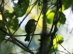 Rhynchocyclus olivaceus