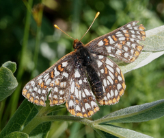 Euphydryas anicia bernadetta