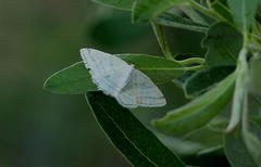 Protitame subalbaria