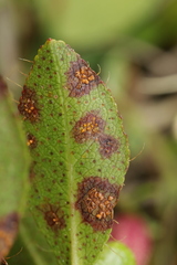Chrysomyxa rhododendri