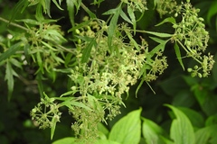 Prionosciadium nelsonii