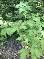 Rubus occidentalis