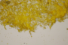 Chrysomyxa rhododendri