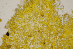 Chrysomyxa rhododendri