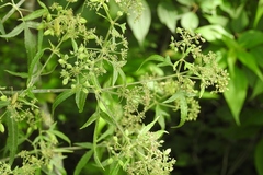Prionosciadium nelsonii