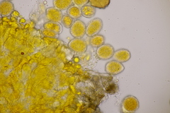 Chrysomyxa rhododendri