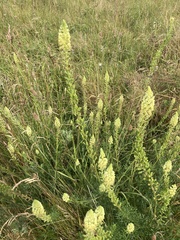 Reseda lutea