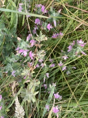 Ononis spinosa procurrens