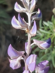 Lupinus caudatus