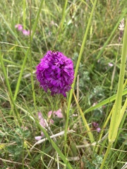 Anacamptis pyramidalis