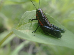 Dactylotini