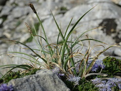 Carex rupestris