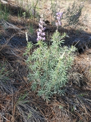 Lupinus caudatus