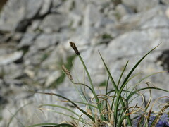 Carex rupestris
