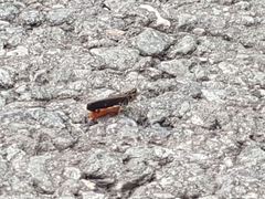 Stenobothrus rubicundulus