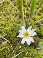 Ranunculus pallasii