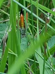 Stenobothrus rubicundulus