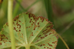 Trachyspora intrusa