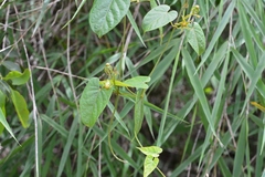 Gonolobus breedlovei