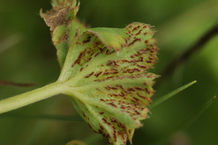 Trachyspora intrusa