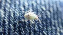 Deraeocoris lutescens