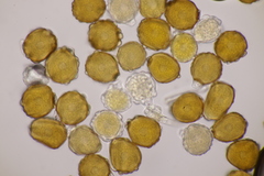 Trachyspora intrusa