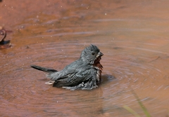 Sporophila castaneiventris