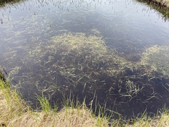 Sparganium hyperboreum