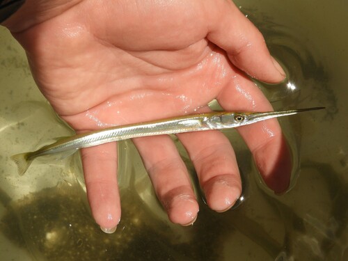 Atlantic Needlefish
