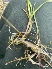 Sparganium hyperboreum