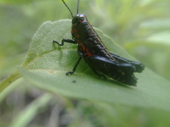 Dactylotini
