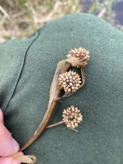 Sparganium hyperboreum