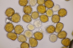 Trachyspora intrusa