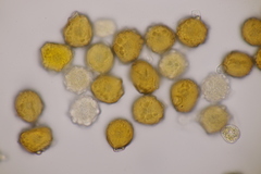 Trachyspora intrusa