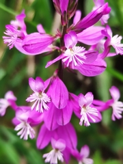 Polygala major