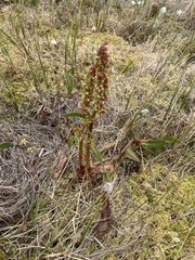 Rumex arcticus