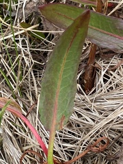 Rumex arcticus