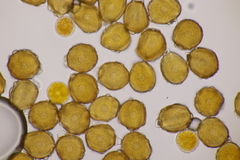 Trachyspora intrusa